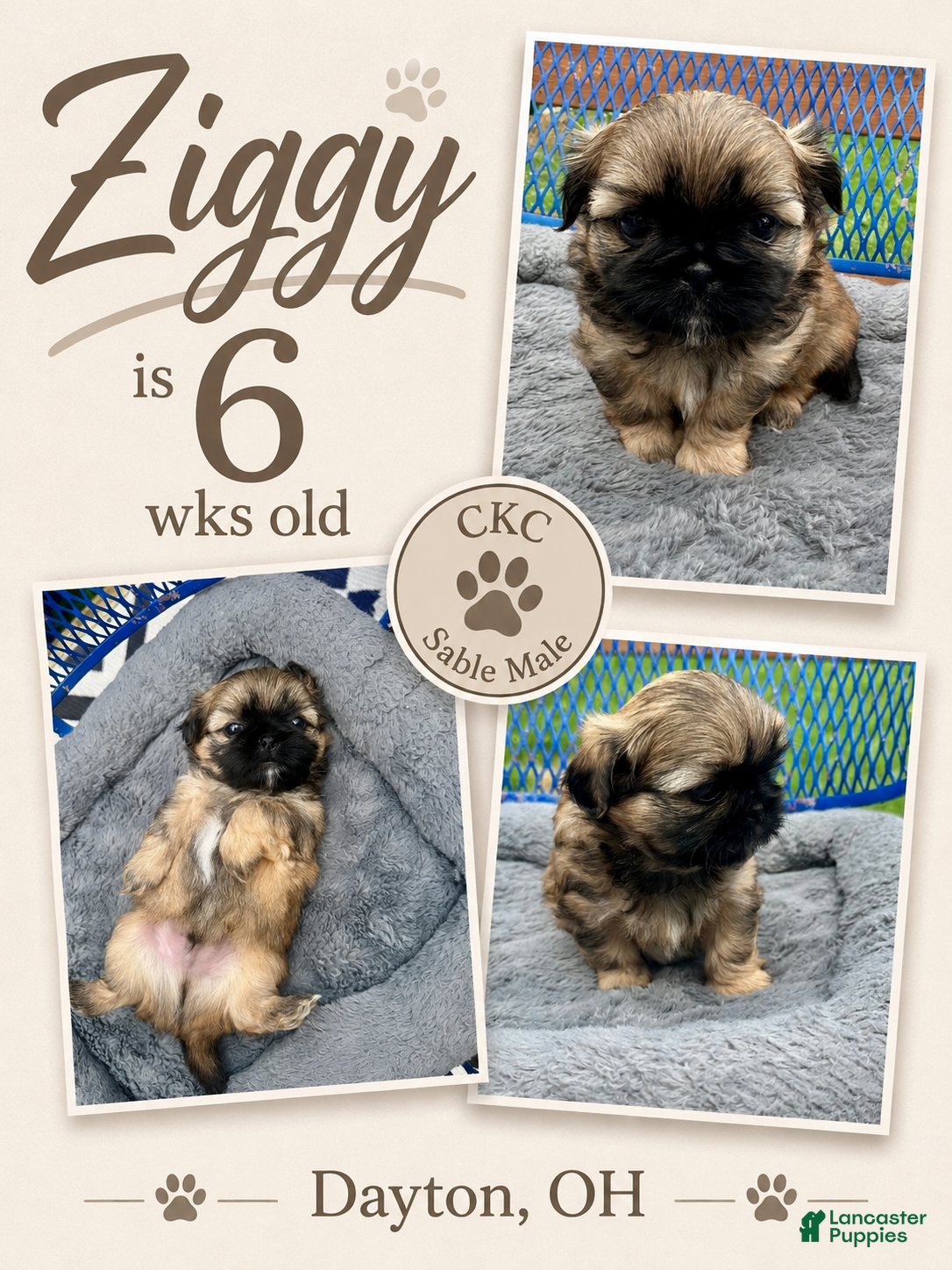 Shih Tzu dogs for sale: Ziggy - Ad 3