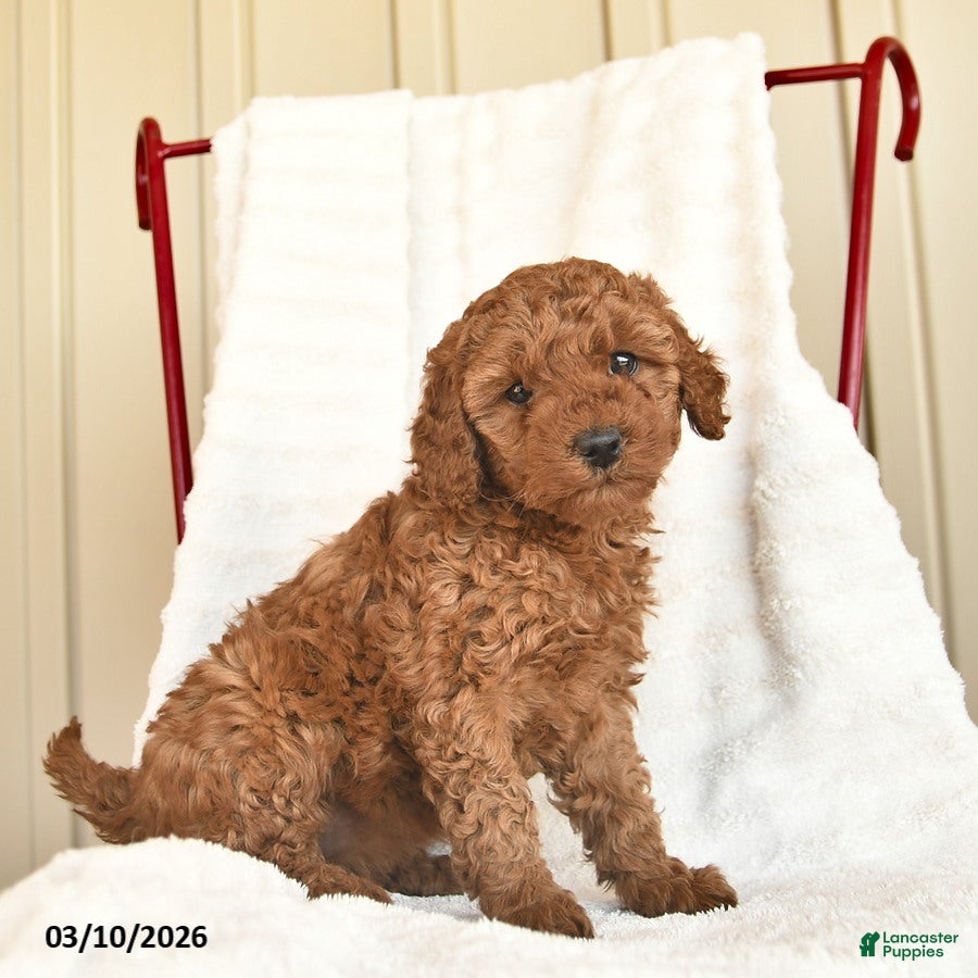 Cockapoo dogs Violet  - Ad 2