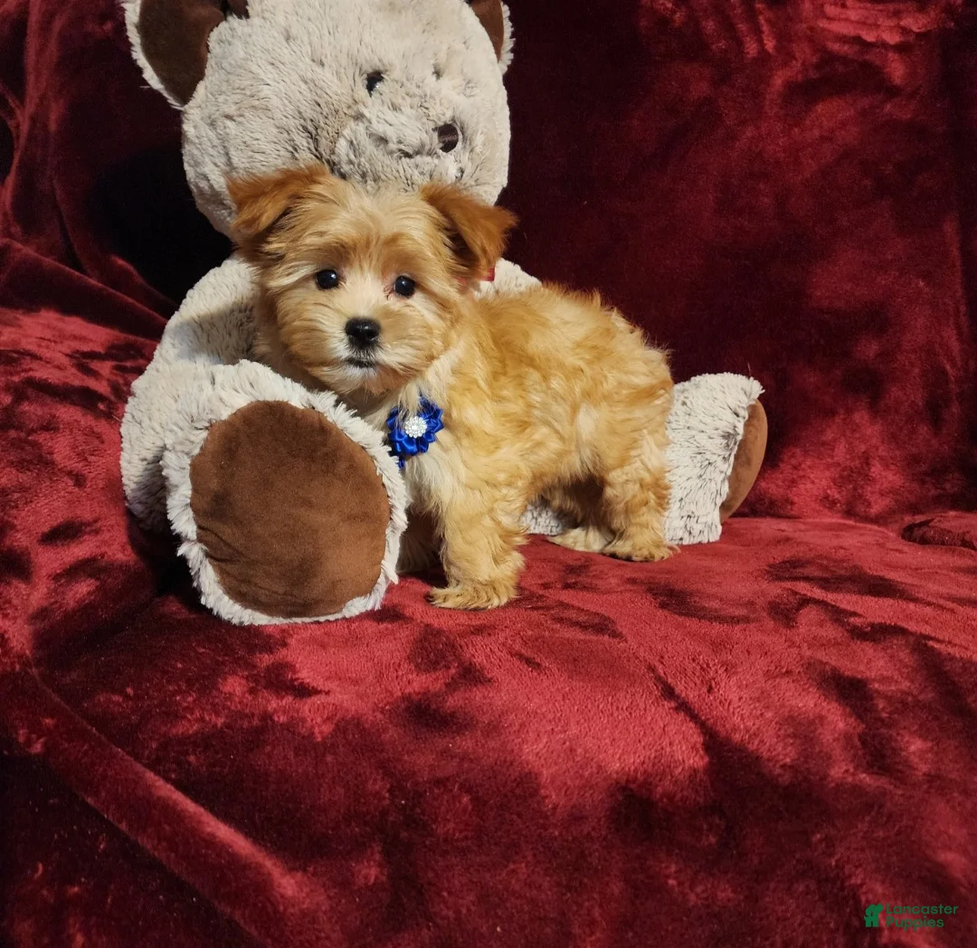 Yorkshire Terrier dogs for sale: DUSTY - Ad 10