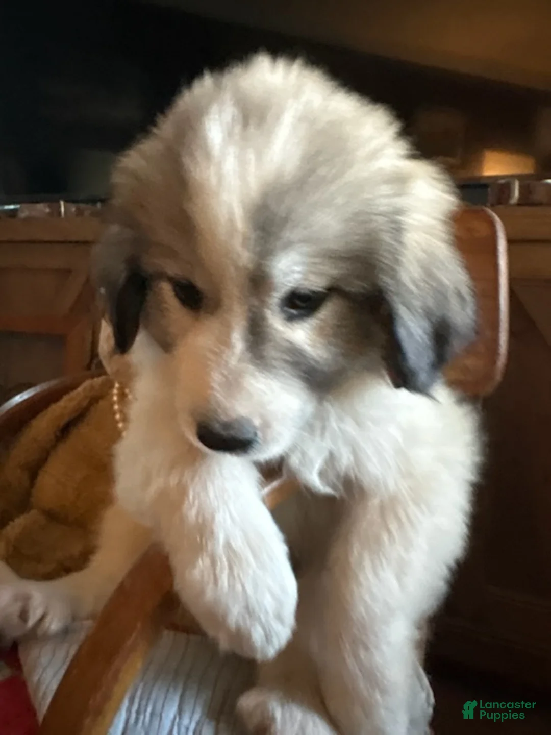 Great Pyrenees dogs for sale: Jinx - Ad 11