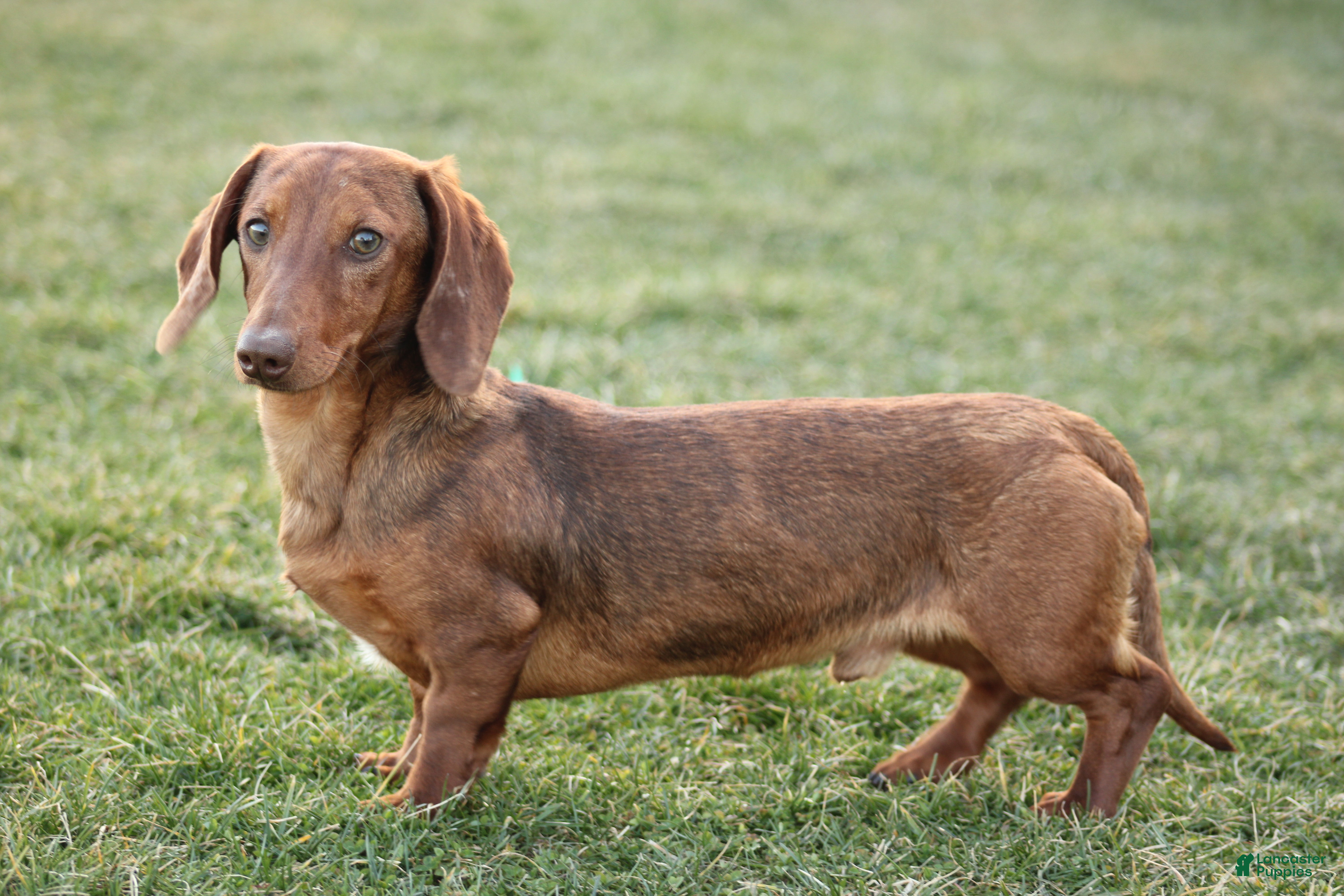 Miniature Dachshund dogs Luke - Ad 2