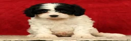 Cavapoo dogs for sale: Betsy - Ad 4
