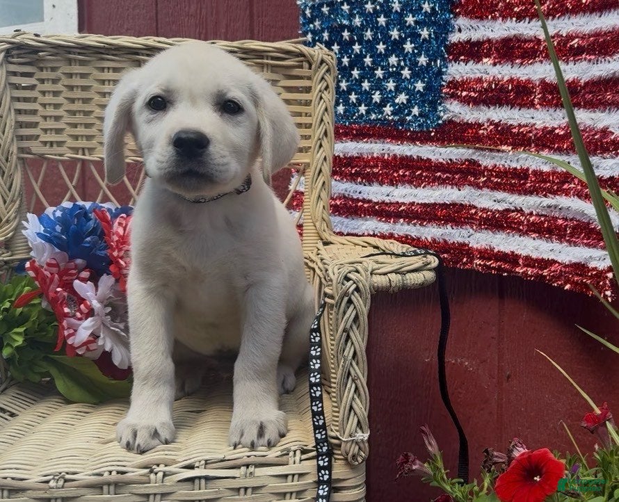 Labrador Retriever dogs for sale: Blake_Male - Ad 6