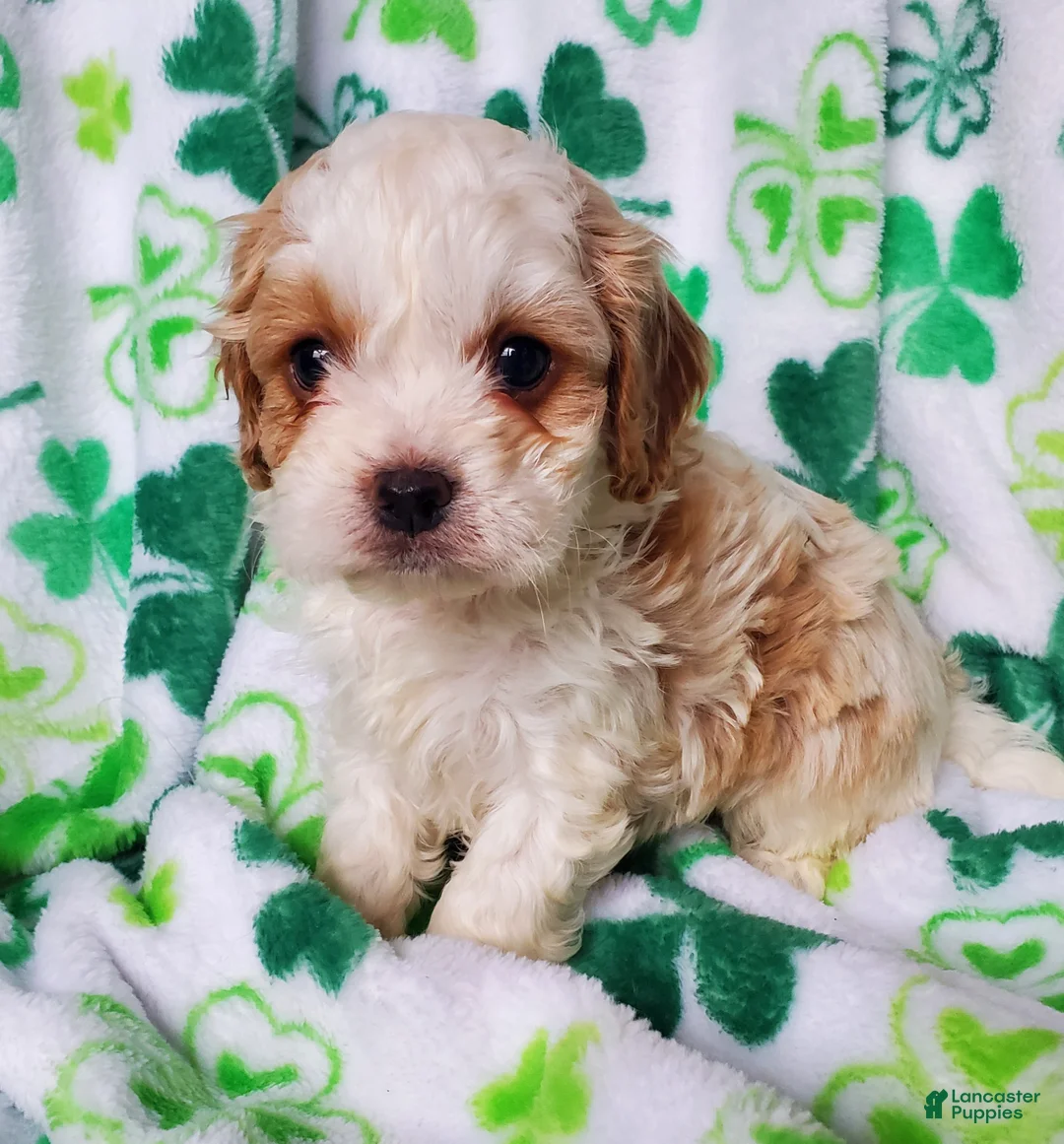 Cavapoo dogs for sale: Ivy - Ad 1