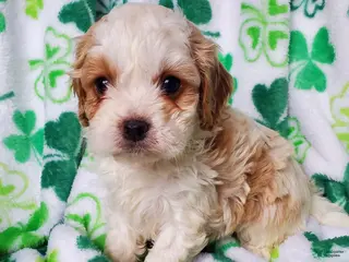 Cavapoo dogs for sale: Ivy - Ad 4