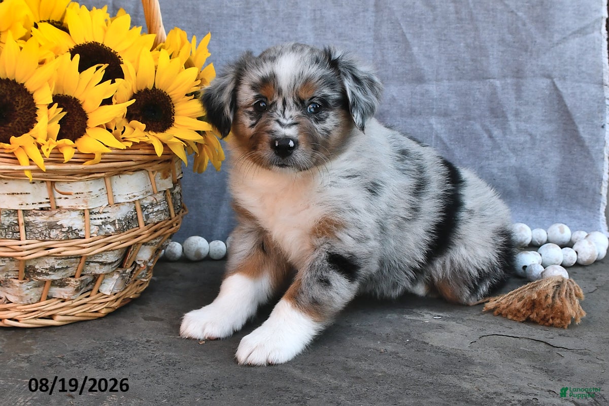 Australian Shepherd dogs Twila - Ad 2