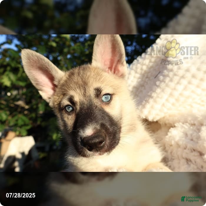 Shepherd Puppies German Shepherd And Husky Breed Female German