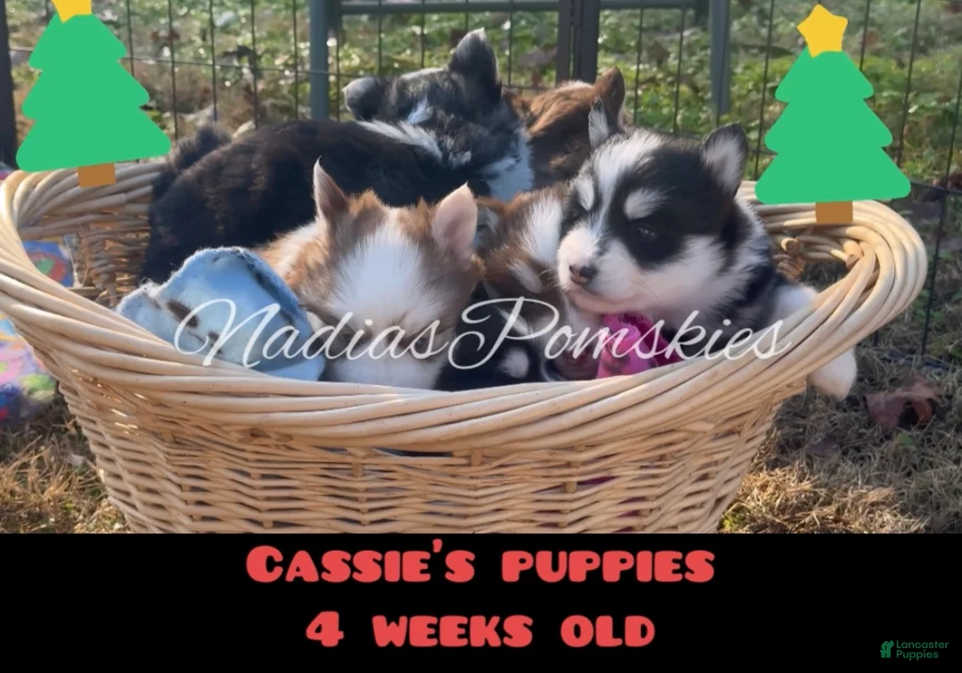 Pomsky dogs for sale: Pomsky Girl Gray/Black/White - Ad 8