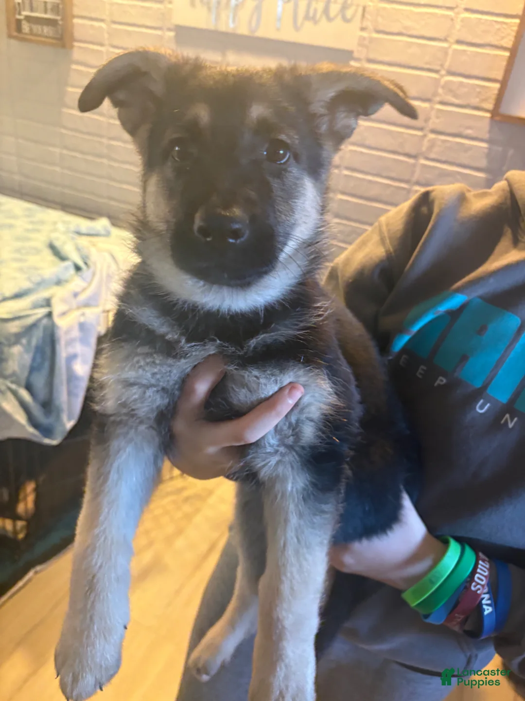 German Shepherd dogs for sale: German Shepherd Puppy 7 - Ad 1