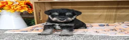 Miniature Schnauzer dogs for sale: SpongeBob - Ad 9