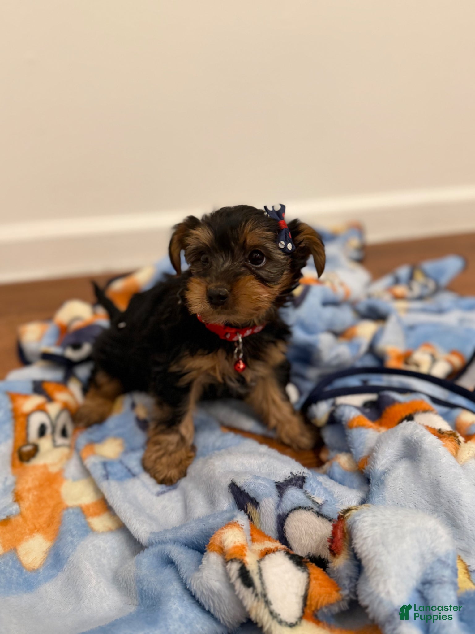 Yorkshire Terrier dogs Lulu - Ad 39