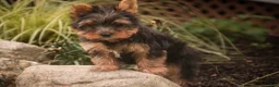 Yorkshire Terrier dogs for sale: Stephan Yorkshire Terrier  - Ad 8