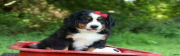 Bernese Mountain Dog dogs for sale: SPIKE - Ad 4