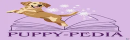 Golden Retriever dogs for sale: Blue Male - Ad 3