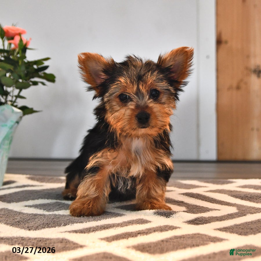 Yorkshire Terrier dogs Wilma - Ad 1