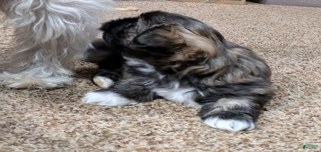 Gallery Image {{count}}