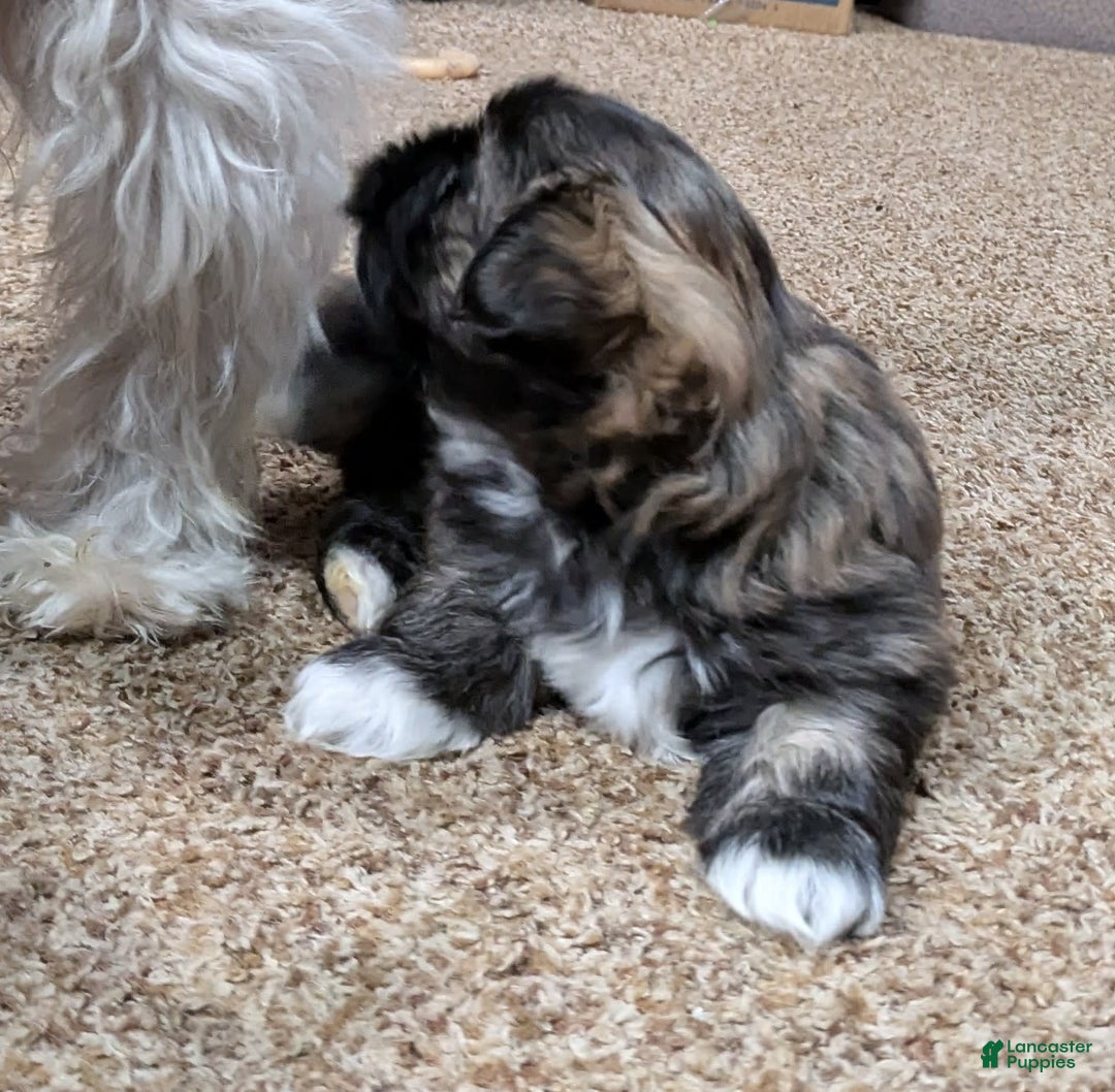 Gallery Image {{count}}