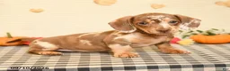 Miniature Dachshund dogs for sale: Mavis - Ad 4
