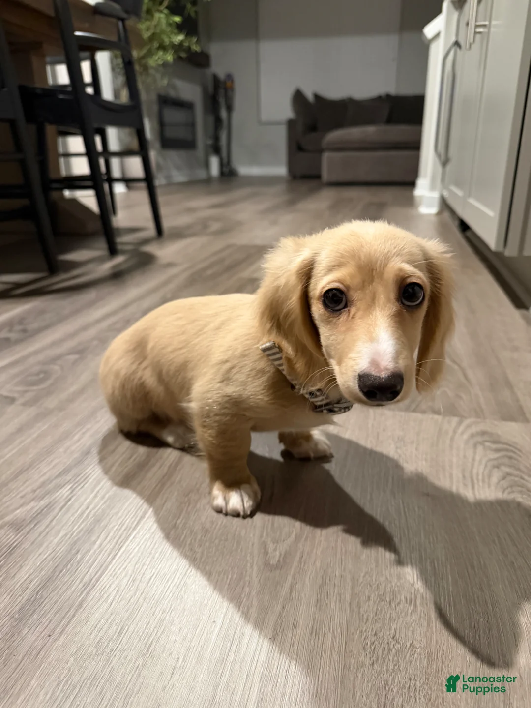Miniature Dachshund dogs for sale: Miniature Dachshund Puppy 1 - Ad 2