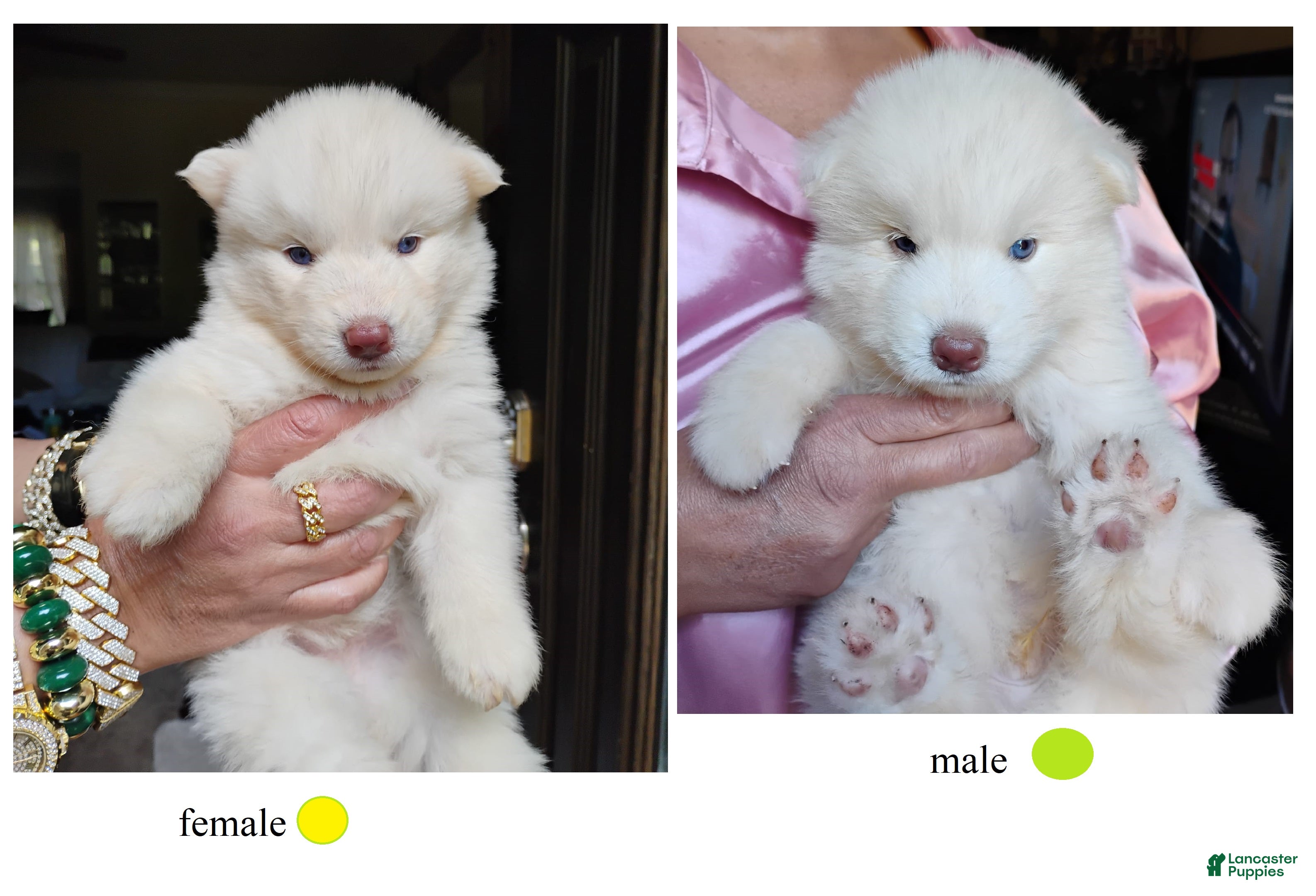Siberian Husky dogs Siberian Husky Puppy 5 - Ad 2