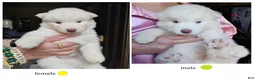 Siberian Husky dogs for sale: Siberian Husky Puppy 5 - Ad 2