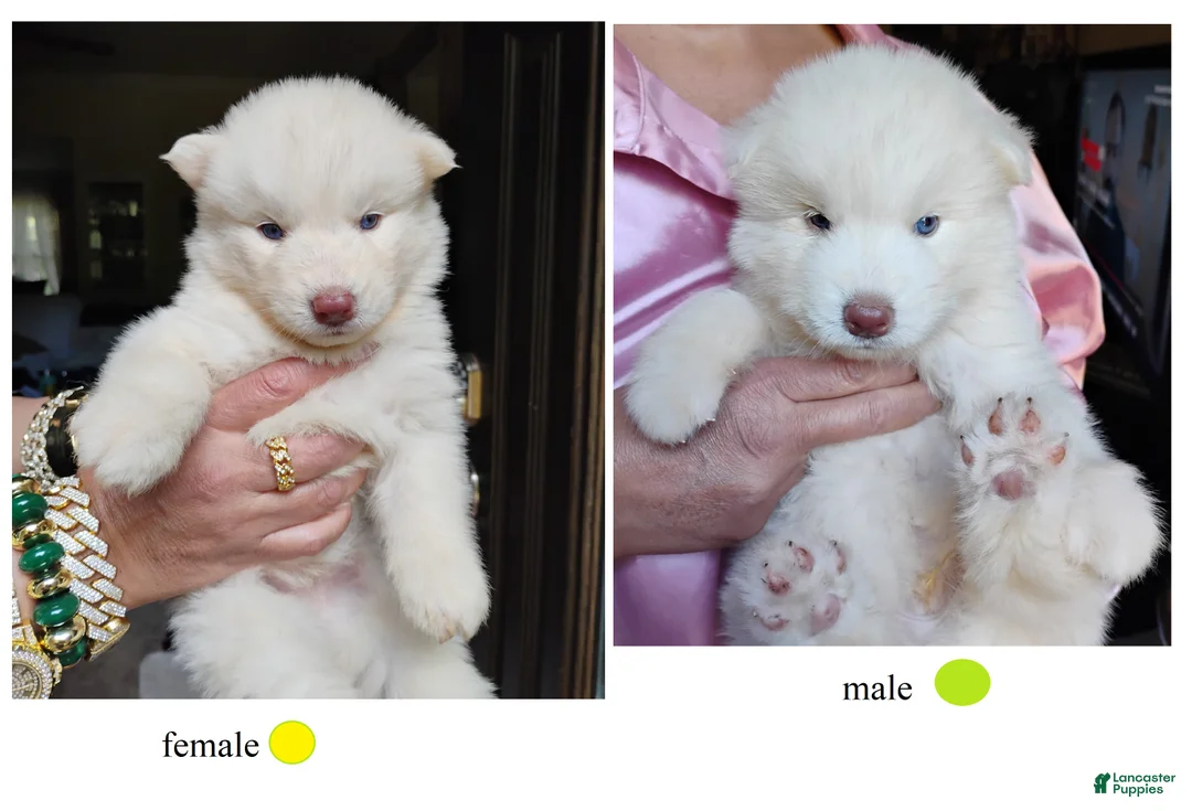 Siberian Husky dogs for sale: Siberian Husky Puppy 5 - Ad 2
