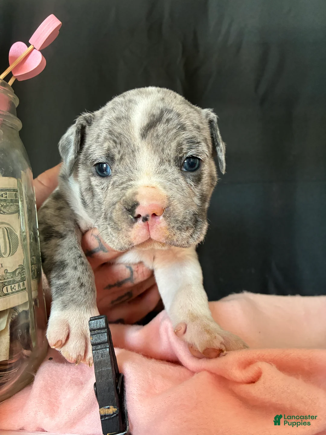 Olde English Bulldogge dogs for sale: Olde English Bulldogge Puppy 2 - Ad 3