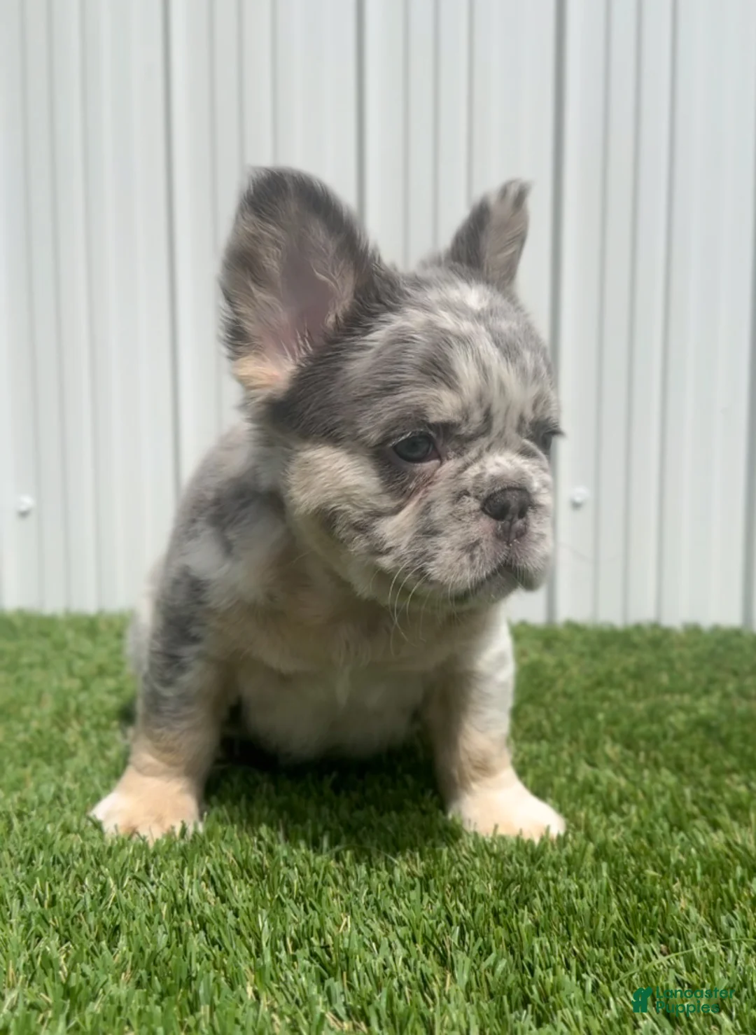 Gallery Image {{count}}