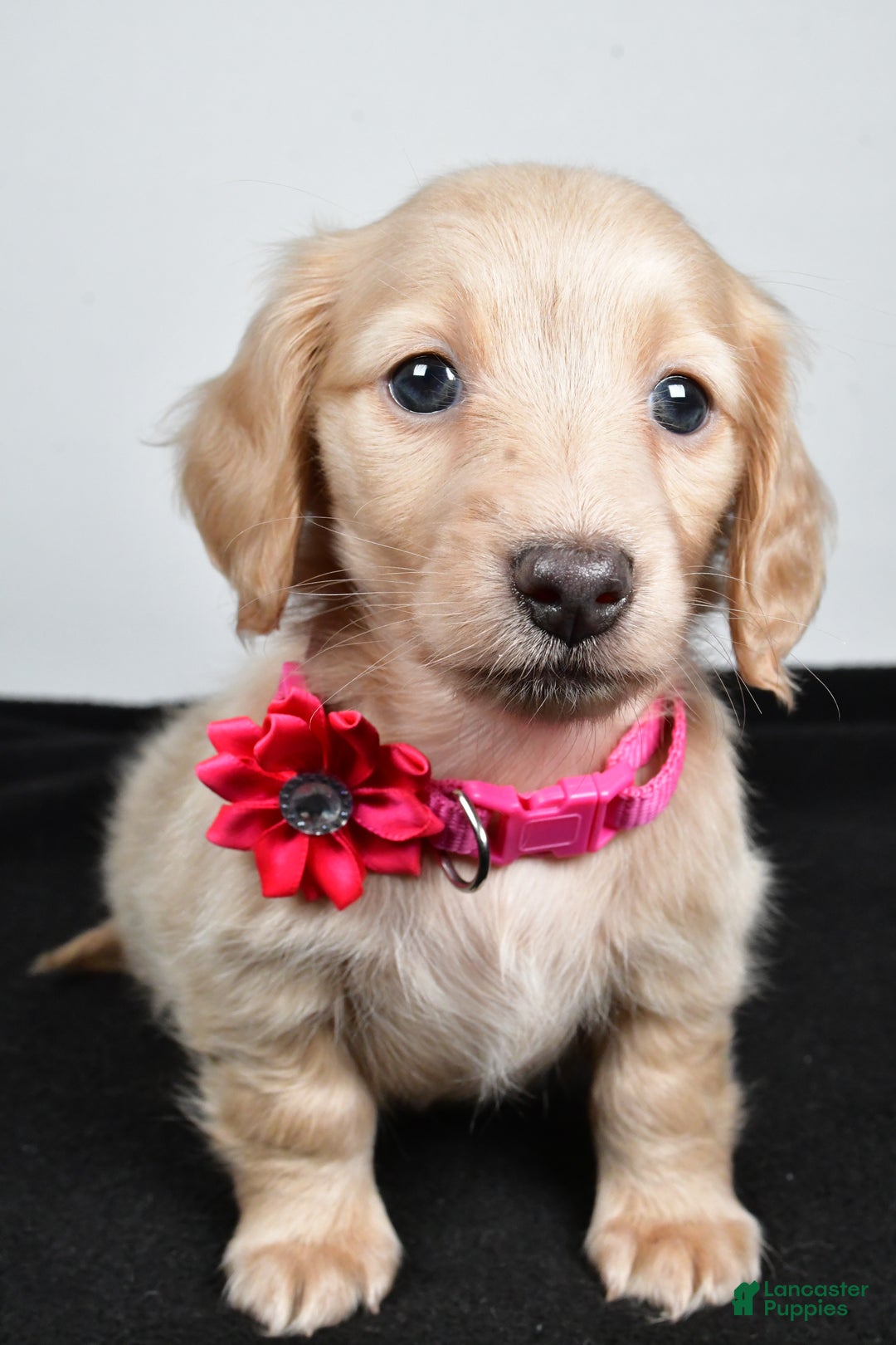 Miniature Dachshund dogs for sale: Asher - Ad 9