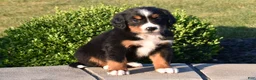 Bernese Mountain Dog dogs for sale: Buttons  - Ad 4