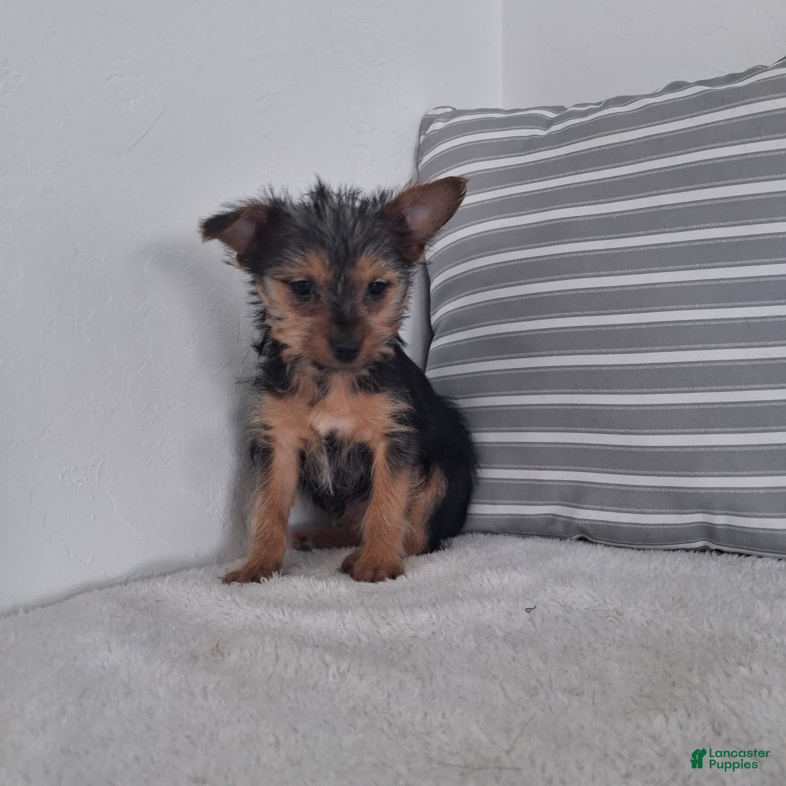 Yorkshire Terrier dogs Kira - Ad 2