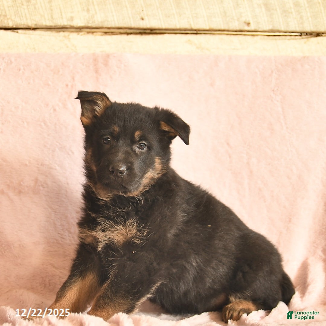 German Shepherd dogs for sale: Boots  - Ad 3