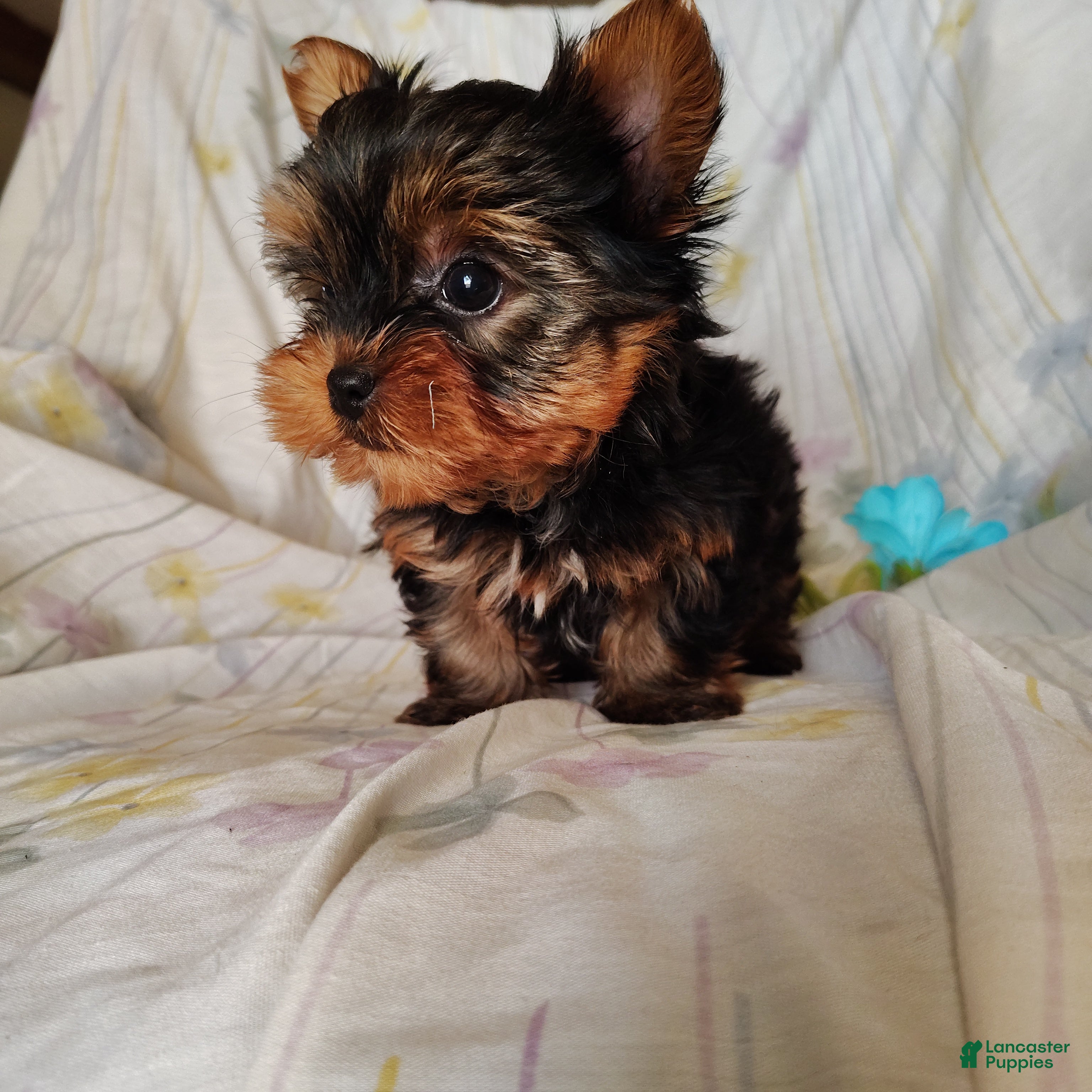 Yorkshire Terrier dogs Tony - Ad 1
