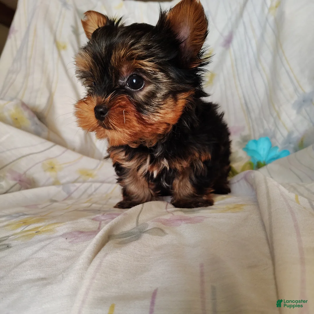 Yorkshire Terrier dogs for sale: Tony - Ad 1