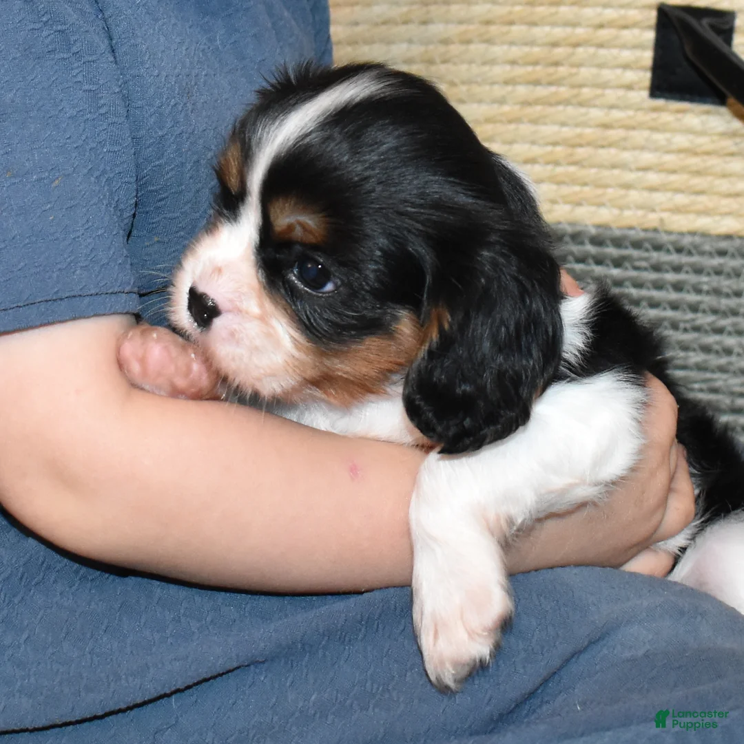 Cavalier King Charles Spaniel dogs for sale: Cookie  - Ad 5