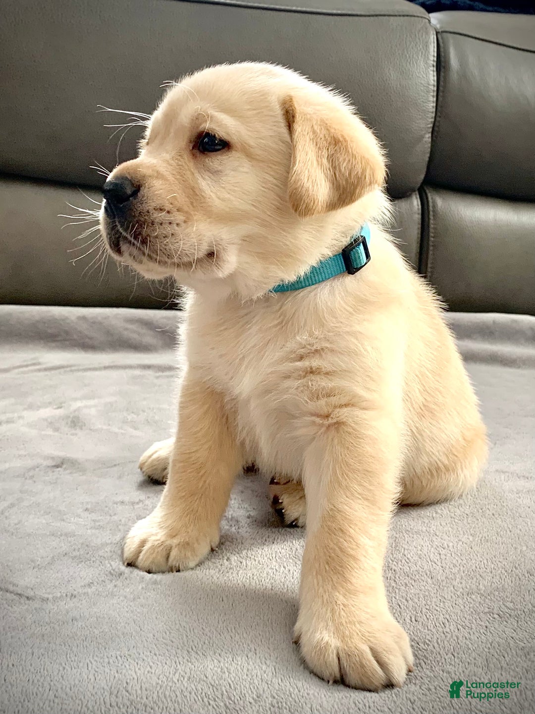 Labrador Retriever dogs for sale: Romeo - Ad 6