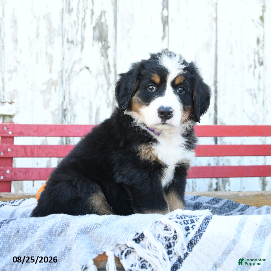 Bernese Mountain Dog dogs Daisy - Ad 2