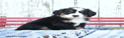 Bernese Mountain Dog dogs for sale: Daisy - Ad 2