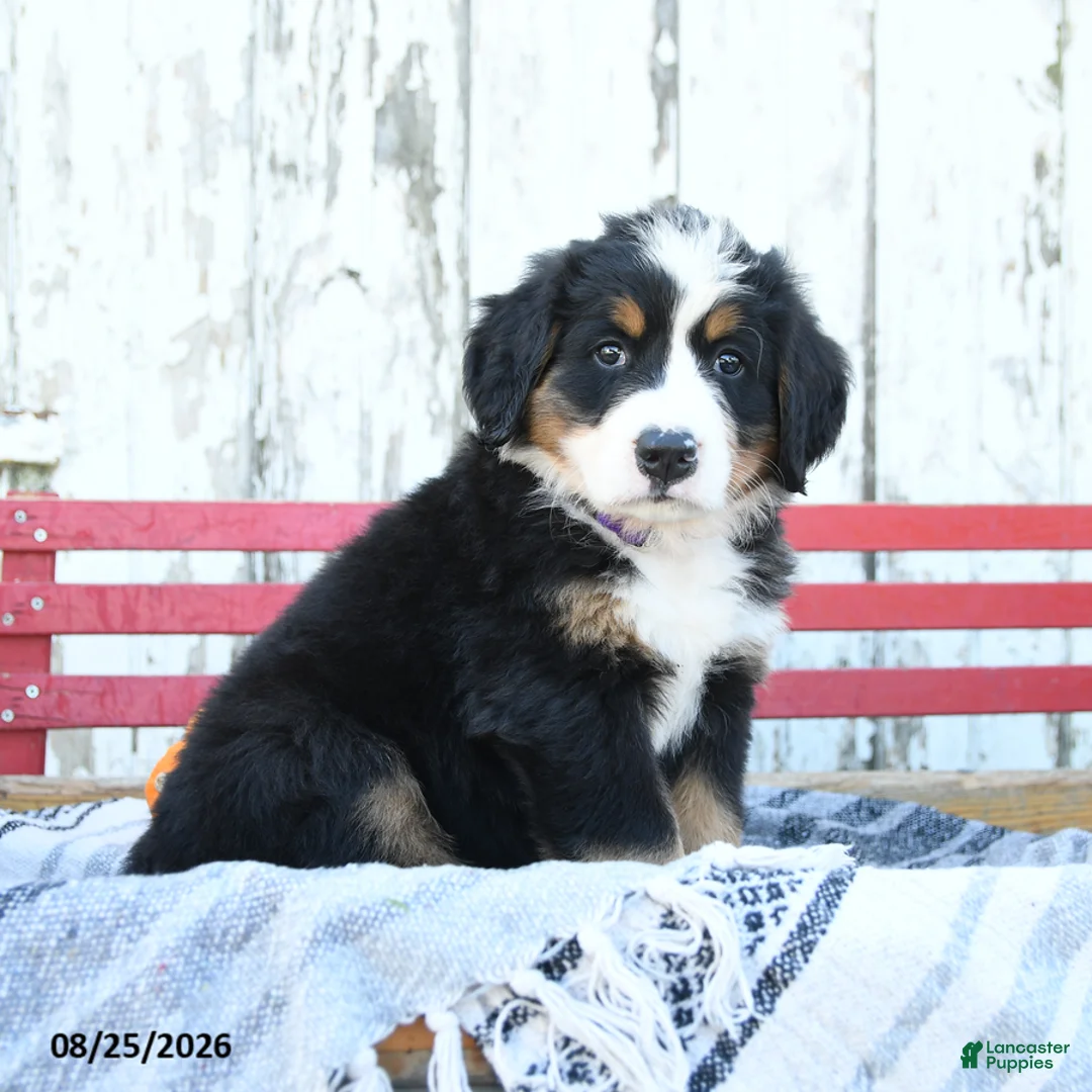 Bernese Mountain Dog dogs for sale: Daisy - Ad 2