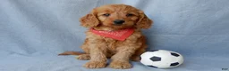Goldendoodle dogs for sale: Logan-MEDIUM - Ad 1
