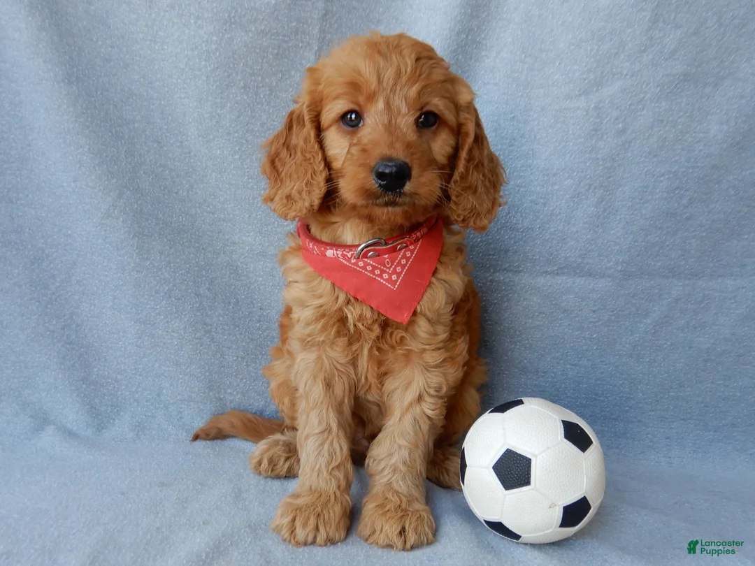 Goldendoodle dogs for sale: Logan-MEDIUM - Ad 1