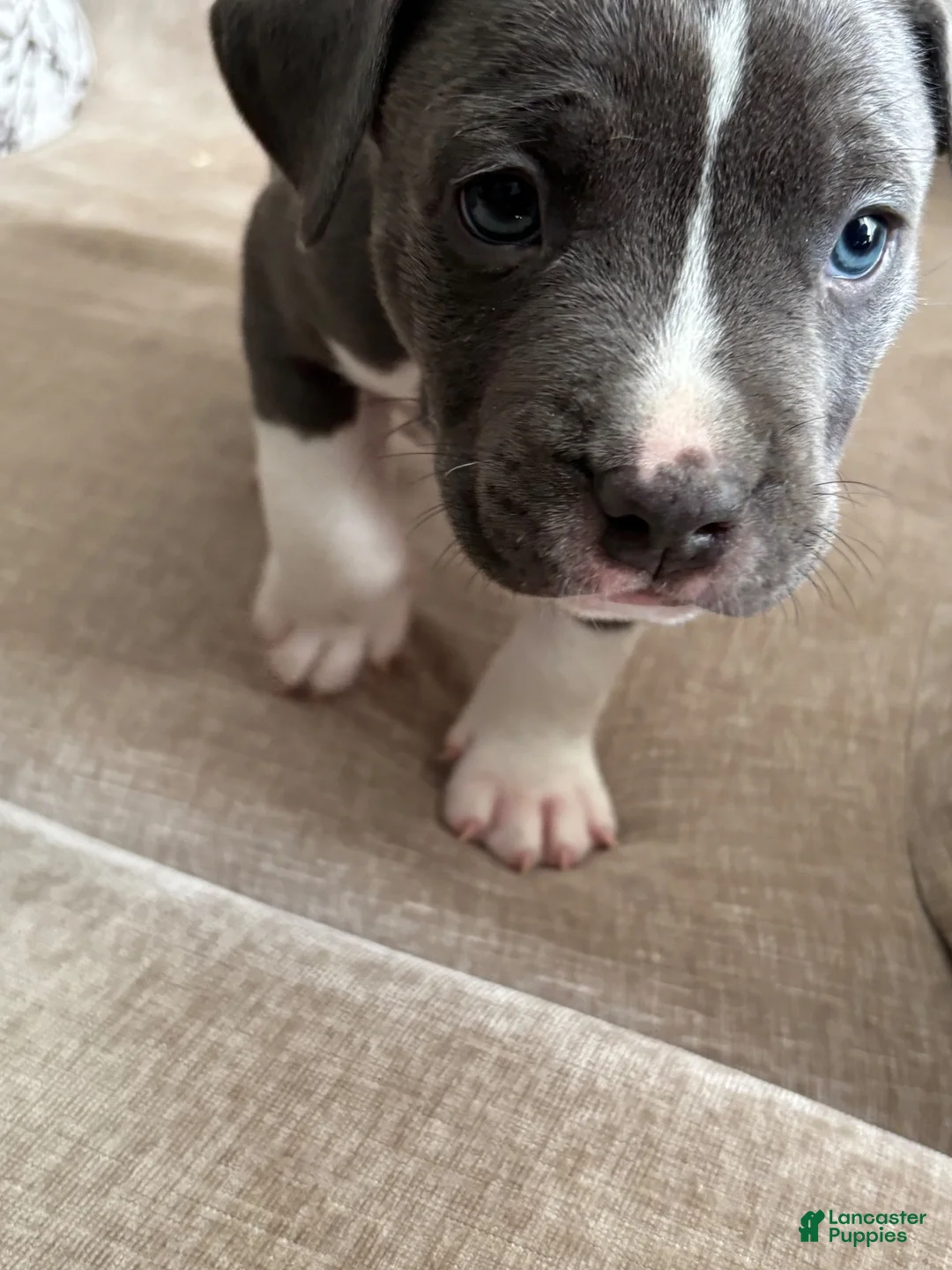American Bully dogs for sale: American Bully 2 - Ad 2