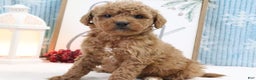 Mini Goldendoodle dogs for sale: Kobie - Ad 3
