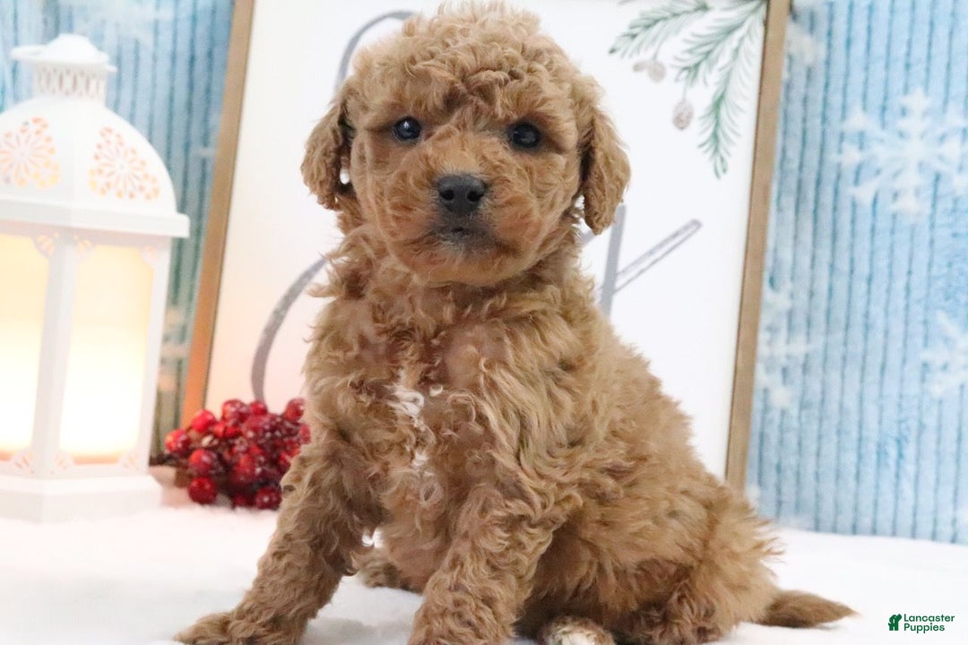 Mini Goldendoodle dogs for sale: Kobie - Ad 3