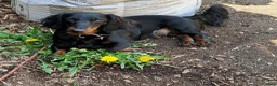 Miniature Dachshund dogs for sale: Harriet - Ad 7