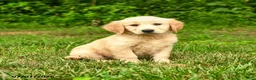 Golden Retriever dogs for sale: Nikita - Ad 5