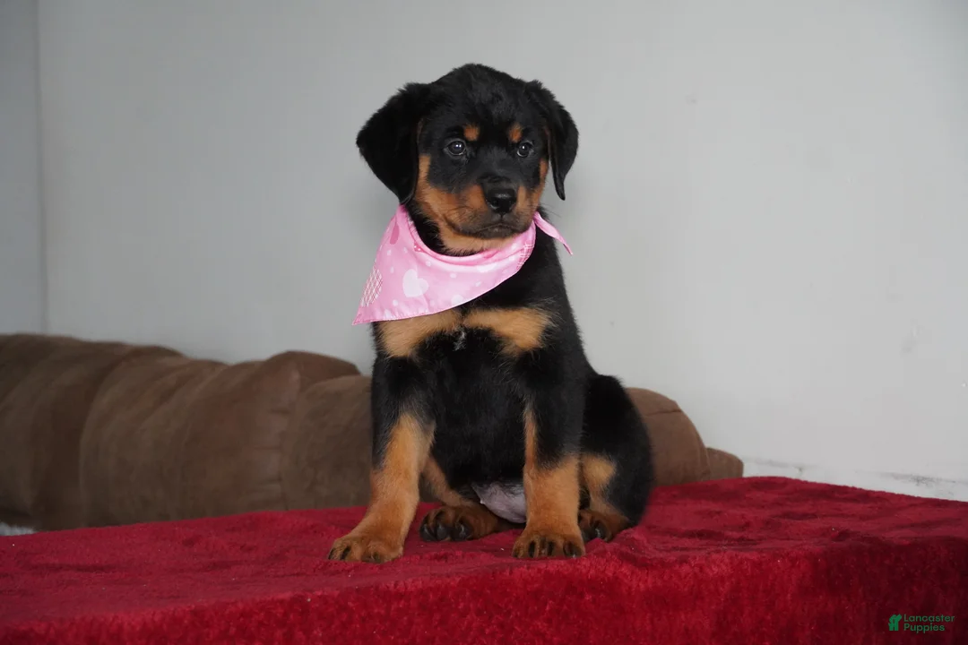 Rottweiler dogs for sale: Sadie - Ad 2