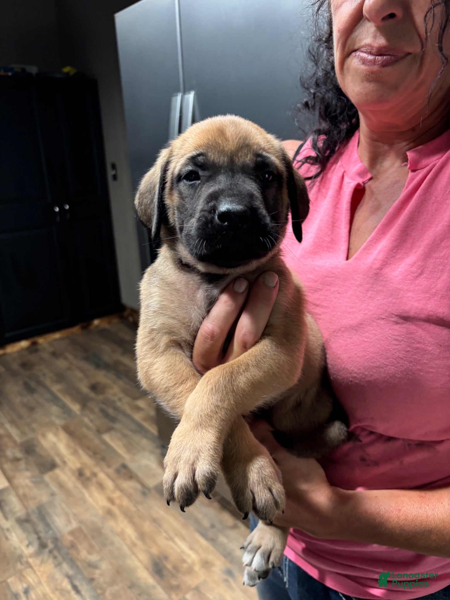 English Mastiff dogs English Mastiff 5 - Ad 21