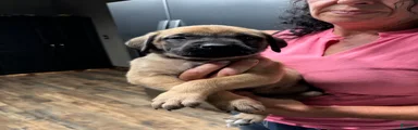 English Mastiff 5