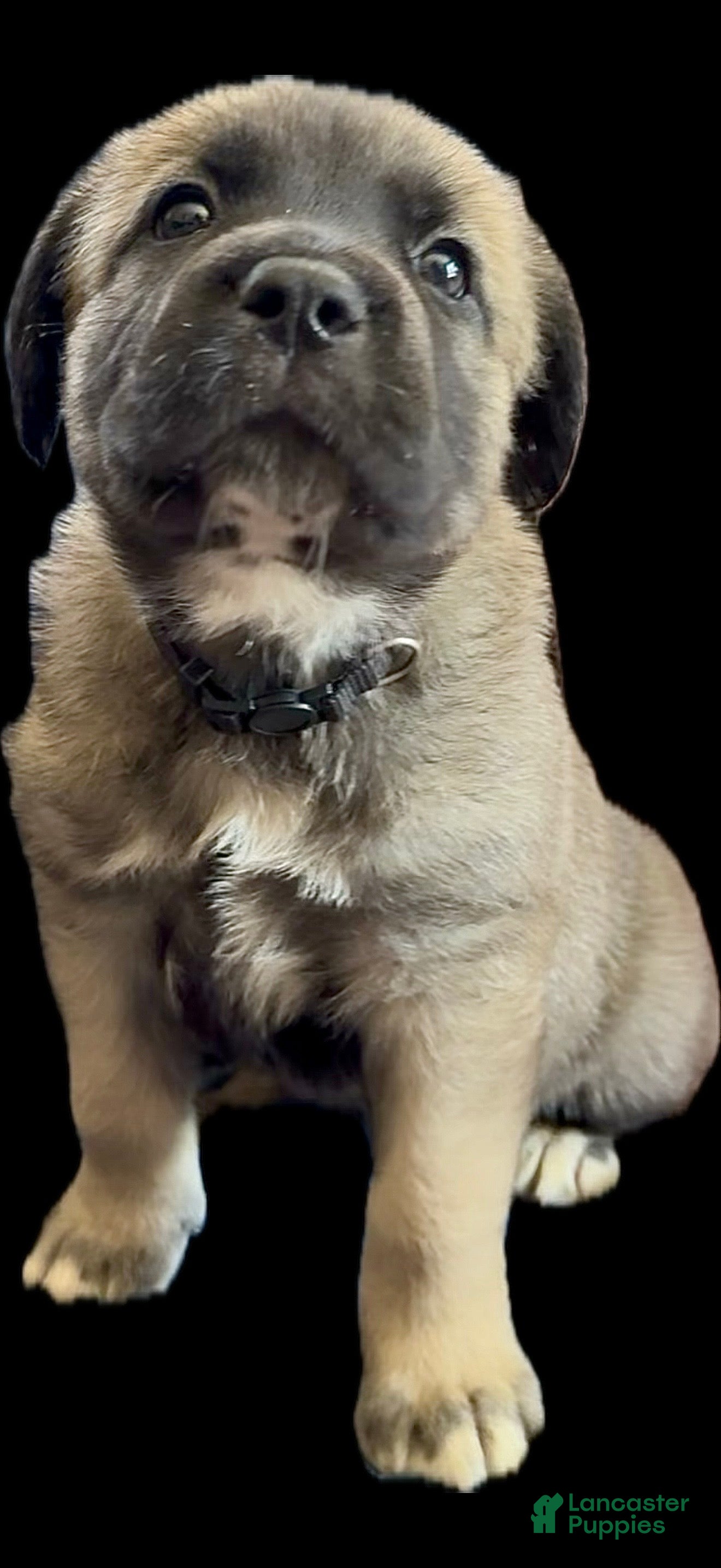 Mixed Breed dogs Rocky - Ad 3